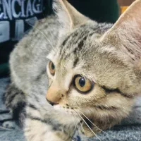 واگذاری گربه