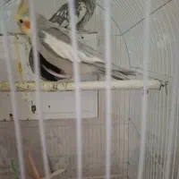 1 جفت عروس هلندی نر و ماده