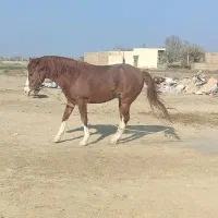 اسب فروشی|اسب و تجهیزات اسبسواری|قم, جمکران|دیوار