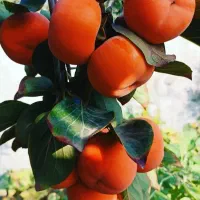 نهالستان پالیز دارای مجوز جهاد کشاورزی|خدمات باغبانی و درختکاری|شهرضا, |دیوار