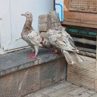 کبوتر