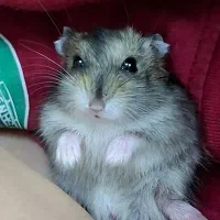 یک عدد همستر نر  نژاد کمپل آروم.با وسایلش