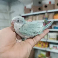 راهب جوجه سرلاکی  نرم خور  نزدیک دونخوری