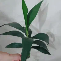 دوشاخه گل بامبو