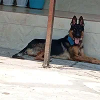 سگ ژرمن|سگ|سنگر, |دیوار