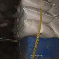 کااه گندم  دیم ریز مخصوص دامی