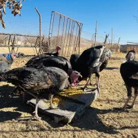 بوقلمون 7ماهه|حیوانات مزرعه|ازنا, |دیوار