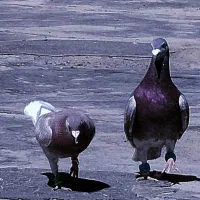 قرگی|پرنده|مشهد, شهید شهریاری|دیوار