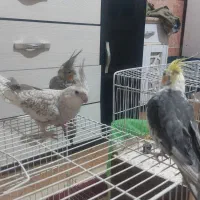 دو جفت عروس هلندی با ۴ تخم