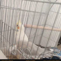 عروس هلندی|پرنده|دلیجان, |دیوار