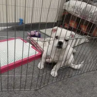 توله سگ نر مالتیز سه ماه شناسنامه دار|سگ|پردیس, فاز ۸|دیوار