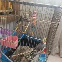 یک جفت عروس هلندی