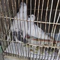 کبوتر|پرنده|قشم, |دیوار