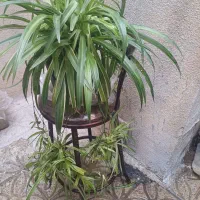 گل گندمی|گل و گیاه طبیعی|تهران, افسریه شمالی|دیوار