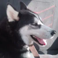 سگ هاسکی بسیار زیبا|سگ|دشتابی, |دیوار