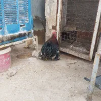 ابریشمی و خروس کوشین|حیوانات مزرعه|مشهد, امیر المومنین|دیوار