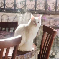 بچه‌گربه دو ماه ونیم و مادر حدود یکساله