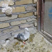 شامی|پرنده|سبزوار, شرق کال شمالی|دیوار