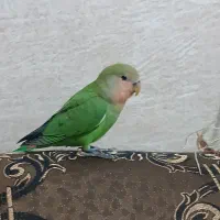 طوطی برزیلی|پرنده|شیراز, شاپورجان|دیوار