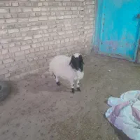 بره چاق|حیوانات مزرعه|یزدان شهر, |دیوار