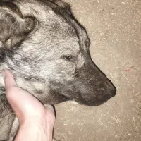 واگذاری شاه توله  سرابی ۱۰ ماهه درجه یک