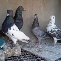 کفتر یا کبوتر 4تا باهم 900ت