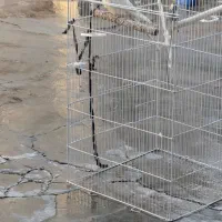 عروس هلندی|پرنده|سرپل ذهاب, |دیوار