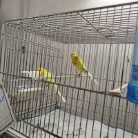 قناری مولد|پرنده|حمیدیا, |دیوار