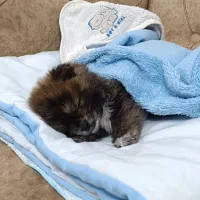 سگ پامرانین خرسی سه ماهه