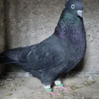 کفتر|پرنده|خرم بید, |دیوار