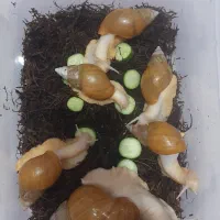 حلزون آچاتینا