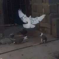 همشون خوش رنگ وپرشی|پرنده|قره پشتلو, |دیوار