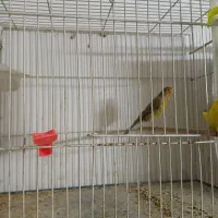 قناری دارچینی|پرنده|مشهد, انقلاب|دیوار