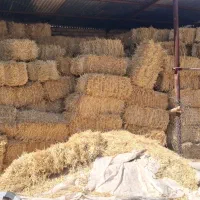 کاه جو پر دانه و گندم درجه یک امسال