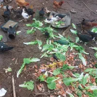 اردک اسراییلی وخروس|حیوانات مزرعه|رشت, پیرکلاچای|دیوار