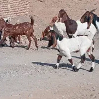 4عدد بز پاکستانی درجه یک