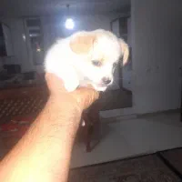 واگذاری غیر رایگان توله ۲ ماهه