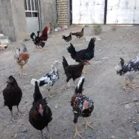مرغ وخروس گلین طاقچه و بالغ1