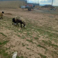 میش بره‌دار