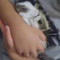خرگوش