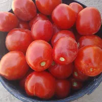 گوجه درجه یک و گوجه ربی موجود هس