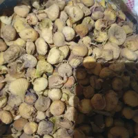 انجیر سفید با کفیت