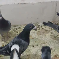 زهگ|پرنده|زهک, |دیوار