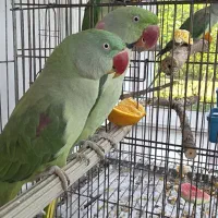 یک جفت شاه طوطی ۲نیم ساله و ۴عدد جوجه ۳ ماهه