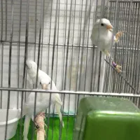 قناری|پرنده|شیراز, کوشک میدان|دیوار