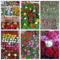 خاک‌کود‌گل‌گیاه