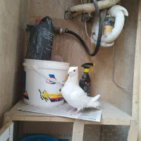 کبوتر سفید مهر|پرنده|رودهن, |دیوار