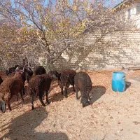 بره نر پرواری و کشتاری|حیوانات مزرعه|تهران, جوادیه|دیوار