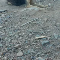 سگ‌نگهبان|سگ|زاهدان, |دیوار