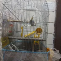 عروس هلندی سخنگو باوسایل تخفیف داره